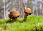 探索卵泡成熟到排出的时间，月经周期中的关键过程